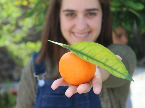 Apanha de 50 kg de laranjas na horta biológica, que serviram para fazer sumo natural e distribuir por toda a escola. Também existiu distribuição livre de laranjas.